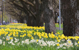 LCH spring flowers 3 PIP 53124