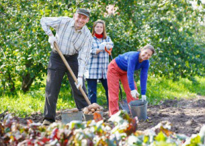 Three people smile as they dig potatoes in a garden
