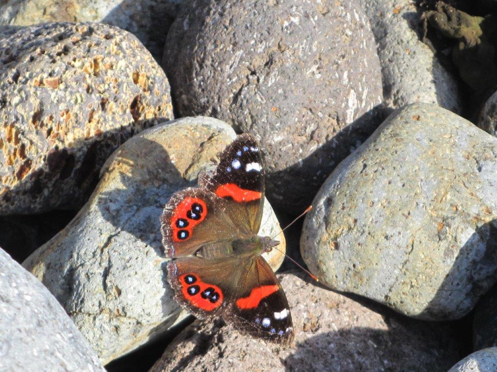 Native red admiral butterfly Vanessa gonerilla