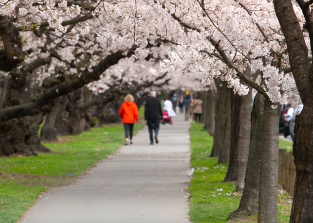 Hagley Park blossom trees