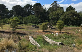 Area on Rawhiti Domain where a natural play area is proposed