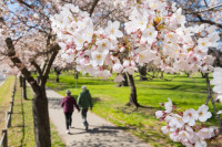 People walking in Hagley Park