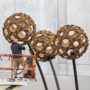 A man uses a scissor lift to adjust the heads of the dahlias structures
