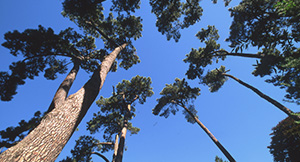 Pine Mound