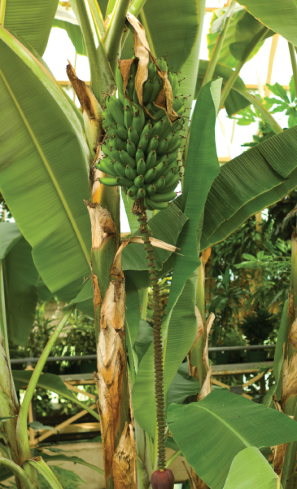 Banana plant