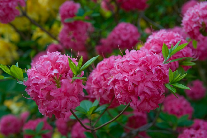 'Rhododendrons