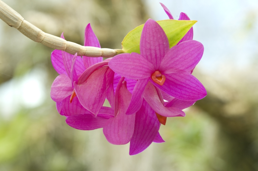'Orchid species