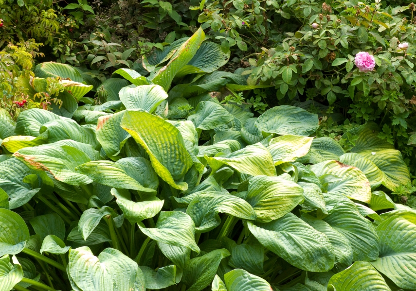 Hostas