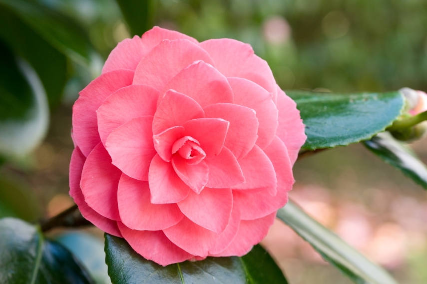 'Camellias