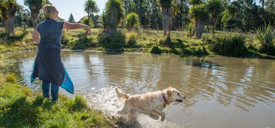 dog jumping in pond