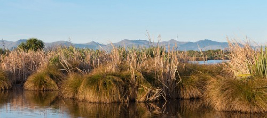 Travis wetland