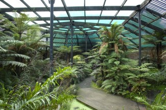 Fernery at Mona Vale