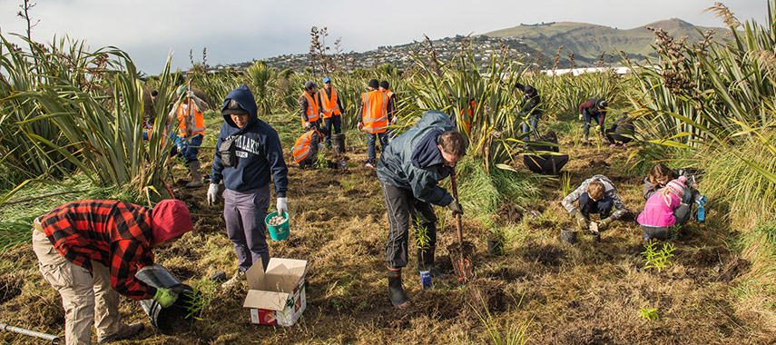 Charlesworth planting; photo Aaron Campbell. 